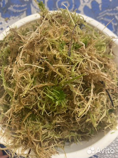 Мох сфагнум 2 литра