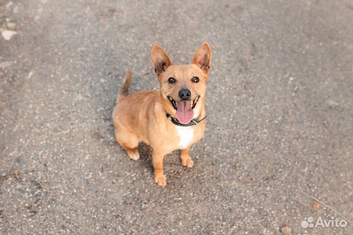 Крошка Лулу ищет маму