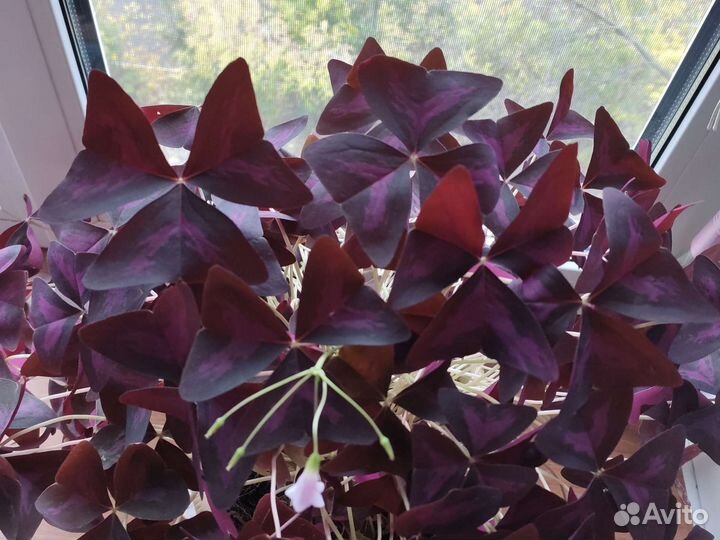 Кислица оксалис фиолетовая