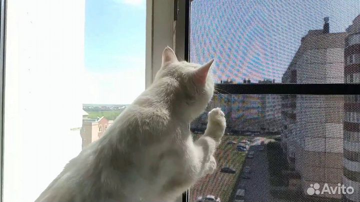 Антикошка москитная сетка на окна