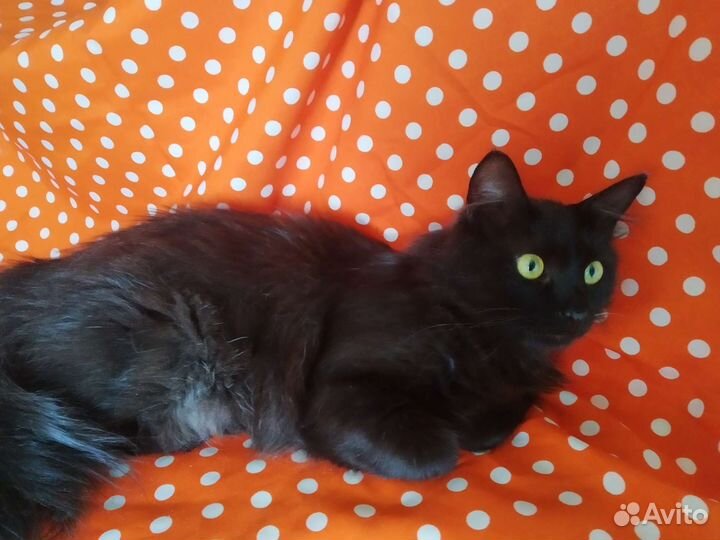 Пушистый добряк