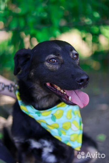 Собака в добрые руки