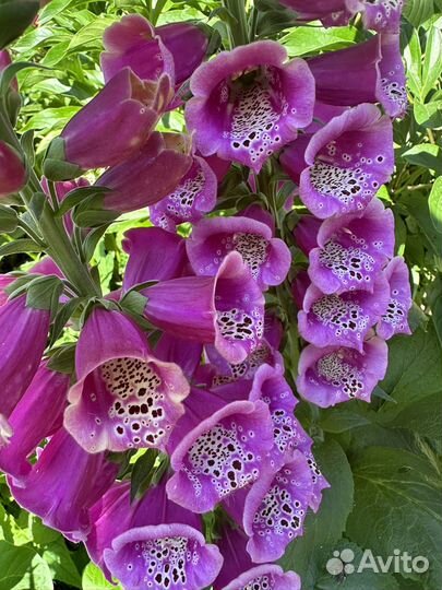 Наперстянка