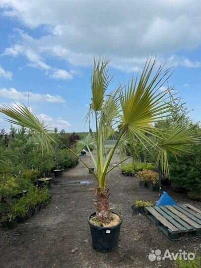 Пальма Вашингтония