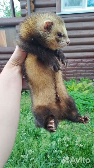 Хорек