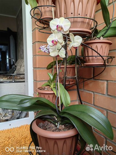 Орхидея