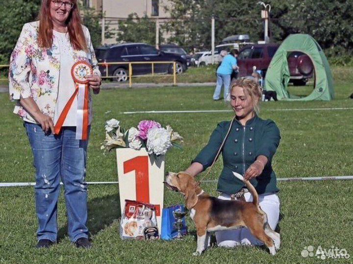 Хендлер, подготовка к выставкам, показ в ринге