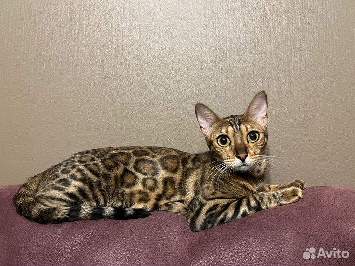 Бенгальская кошка