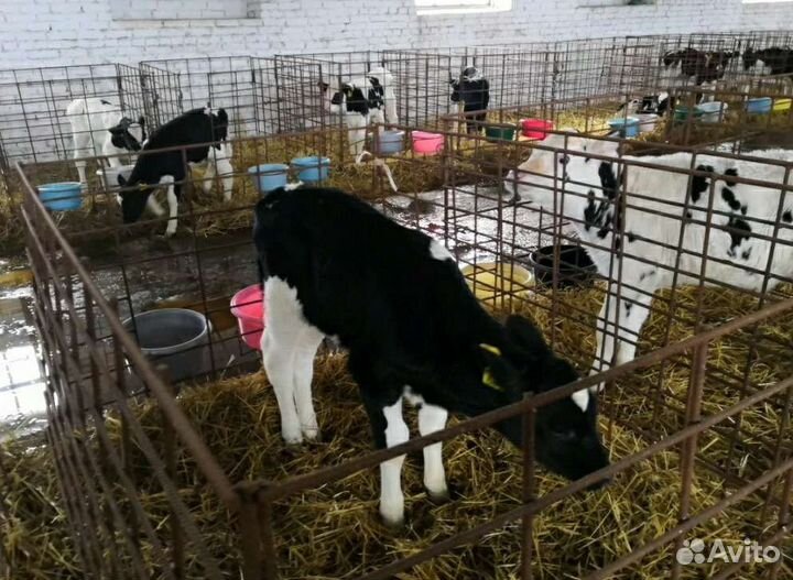 Холмогоры Голштины Бычки Тёлки