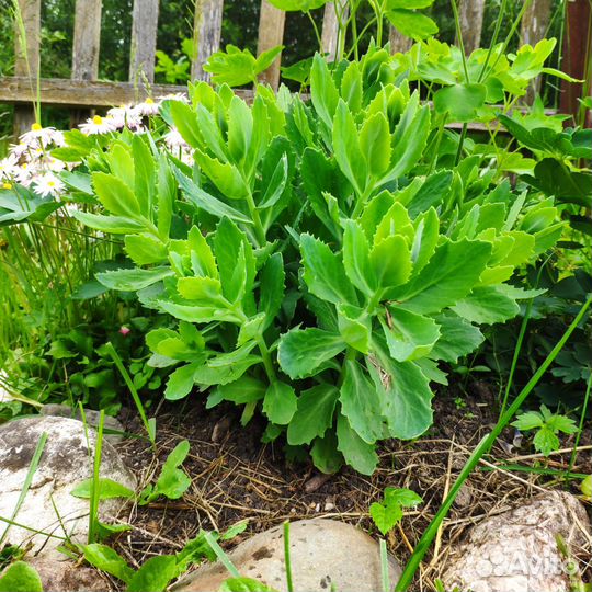 Традесканция очиток цветы саженцы многолетние