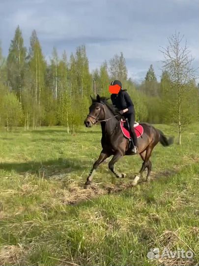 Лошадь в аренду конкур,прогулки