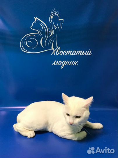 Професиональный груминг в зоосалоне