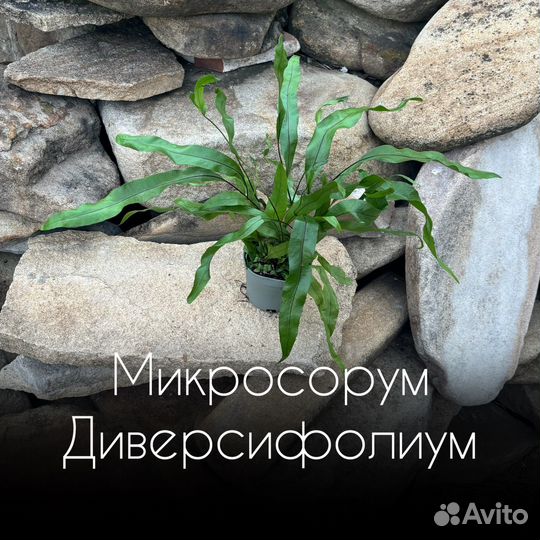 Микросорум Диверсифолиум D8