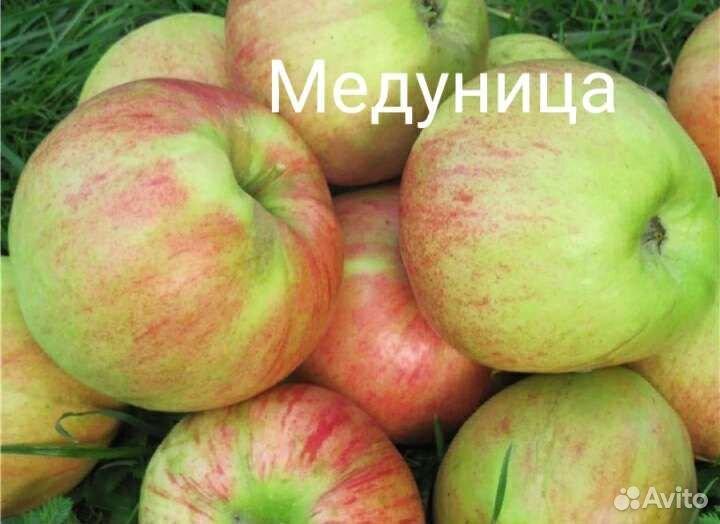 Саженцы яблони зкс