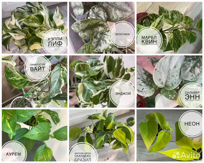 Сциндапсус эпипремнум