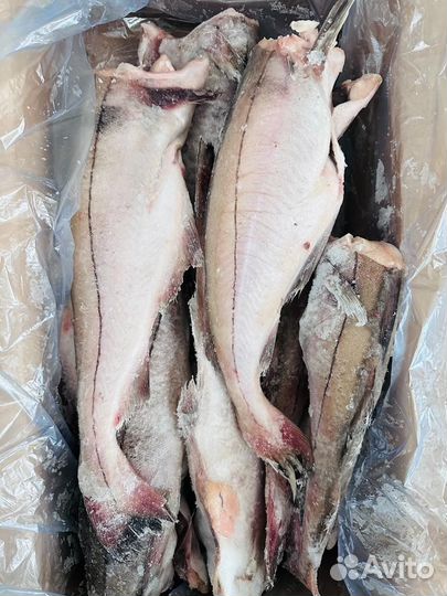 Пикша свежемороженая