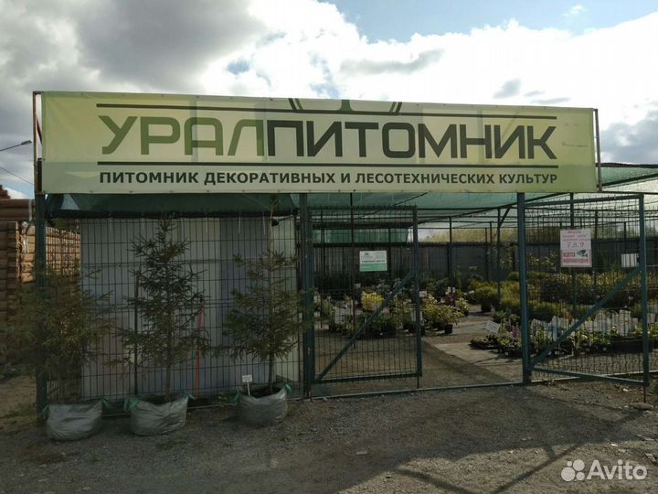 Саженцы деревьев, кустарников