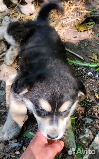 Щенки в дар