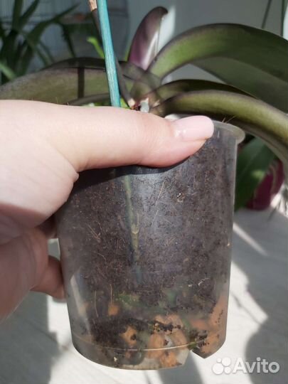 Орхидея фаленопсис