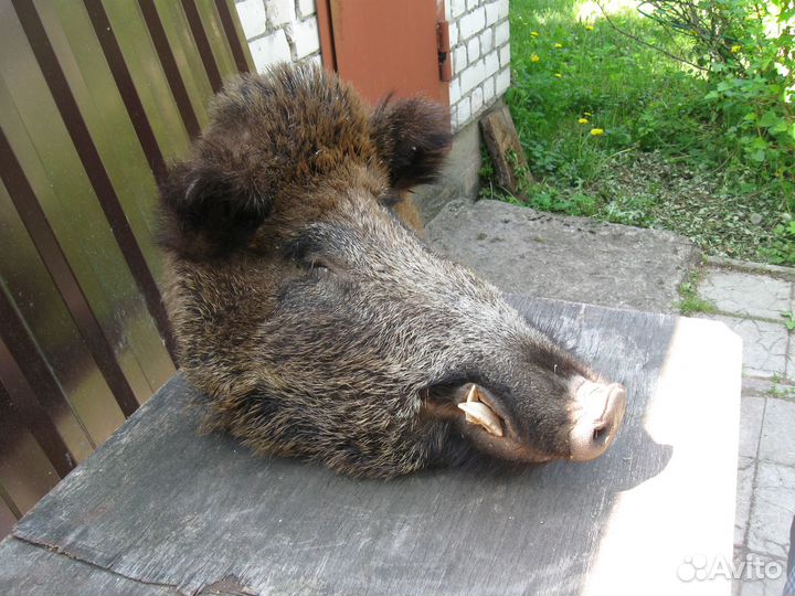 Голова кабана чучело