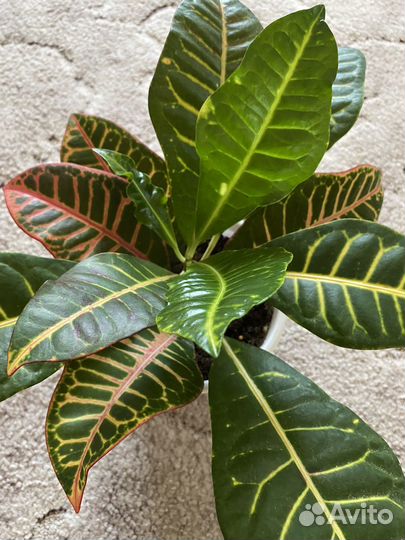 Кротон петра