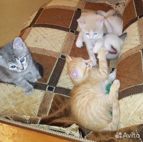 Отдам в добрые руки