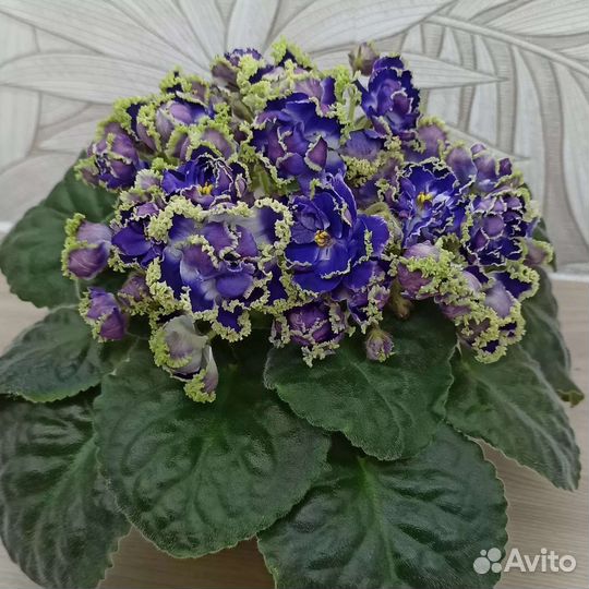 Фиалки Черенки почтой