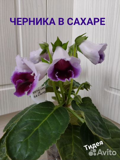 Тидея Черника в сахаре