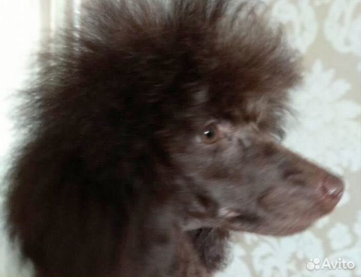 Пудель миниатюрный карликовый
