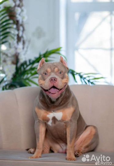 Ветеринарный врач на дом