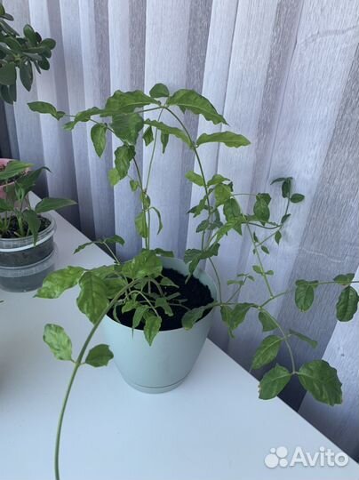 Комнатные цветы