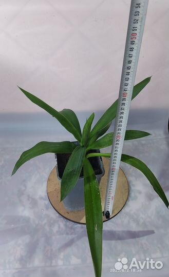 Комнатные цветы юкка