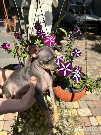 Мини той-терьер