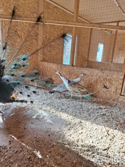 Павлины семья