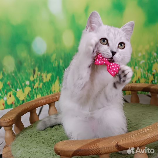 Британская шиншилла девочка