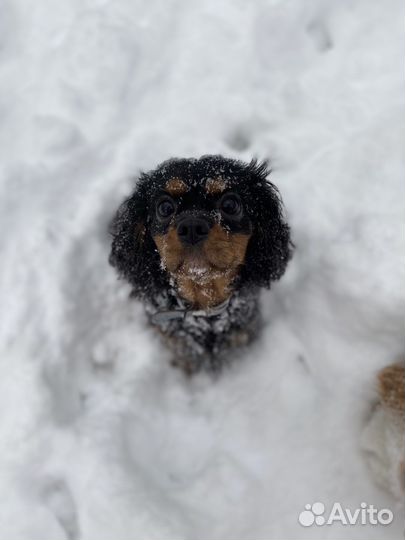 Кавалер кинг чарльз спаниель девочка