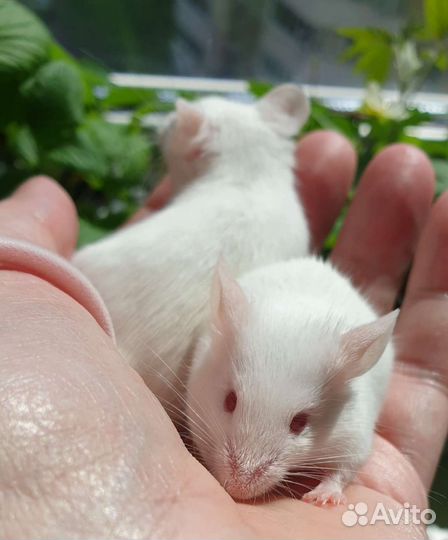 Декоративные мышки