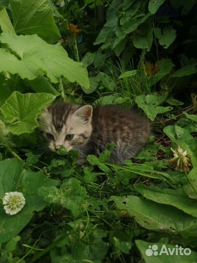 Котята крысоловки бесплатно