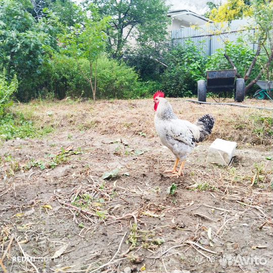 Молодые петухи