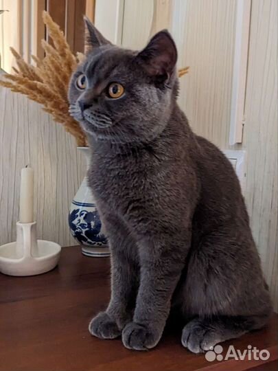 Отдам бесплатно. Британская кошка подросток