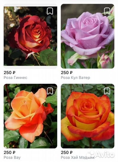 Саженцы роз