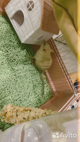 Клетка для грызунов(крыс,хомяков и т.д)