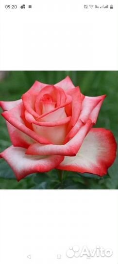 Чайно гибридные розы