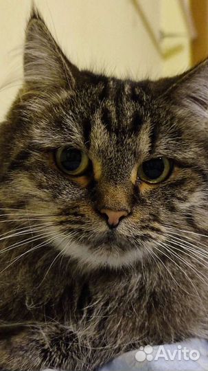 Кошечка Пати