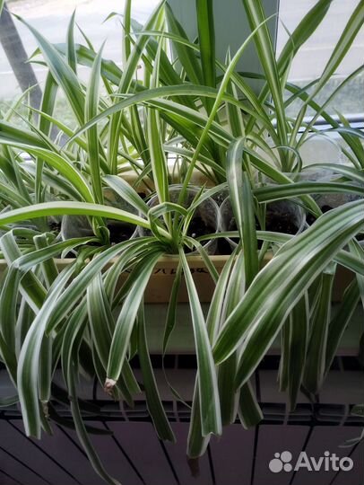 Комнатные цветы