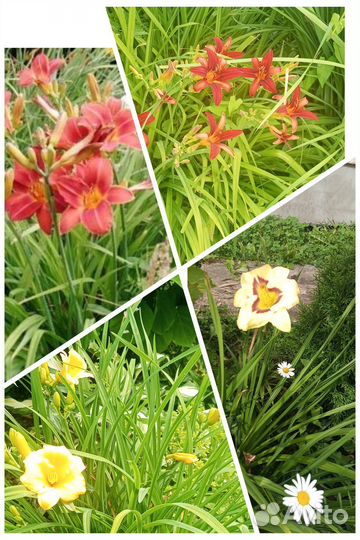 Лилейники сортовые