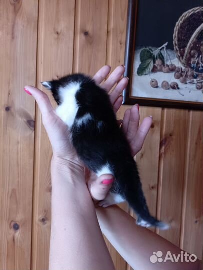 Отдам в хорошие руки котят