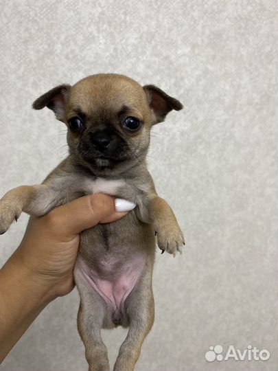 Мини Чихуахуа щеночки