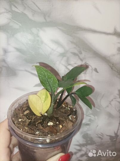 Замиокулькас вариегатный шорт лив