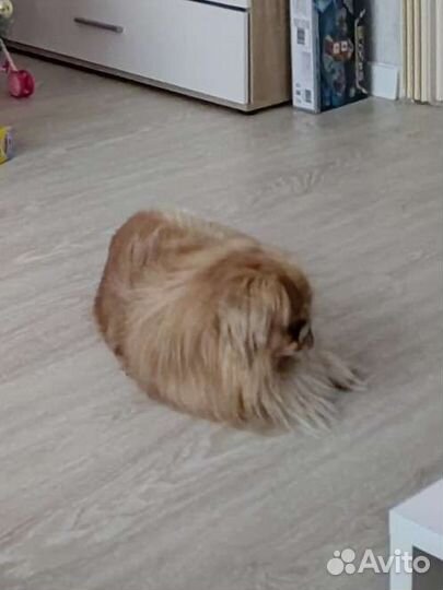 Вязка пекинес